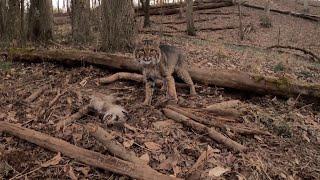 Angry Bobcat Will Send CHILLS Up Your Back {Volume Up}