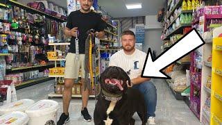 We went leash shopping with Rottweiler Hades