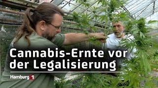 Erntefest im Cannabis-Social-Club Hamburg