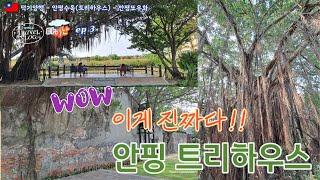 WOW~ 자연의 신비가 주는 아름다운 Anping tree house (안평수옥)에 아재 혼자서 떠난 세계여행 [대만 타이난 3]