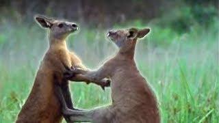 Kangaroo Boxing | Attenborough | BBC Earth