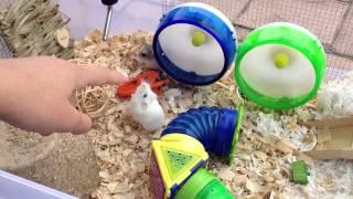 Hamster Cage Tours