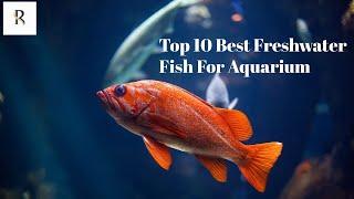 Top 10 Best Freshwater Fish For Aquarium | Top 10 Best Tropical Fish For Aquarium