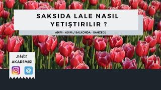 İlkbaharda Saksıda Lale Ekimi, Lale Nasıl Ekilir?