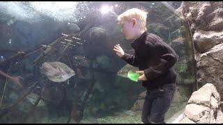 My Son Sabotages the Bass Pro Shop Aquarium VLOG - Tommy's Birthday