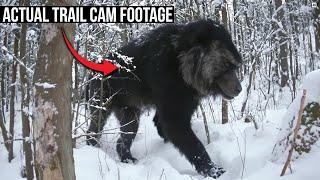 Disturbingly Raw NEVER SEEN BEFORE Trail Cam Footage