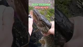 #szczupak #pike #spinning #bigfish #bigpike #pikefishing #northernpike #lurefishing #lure