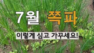 7월 쪽파 이렇게 심고 가꾸세요. # 주말농장 쪽파 가꾸기.