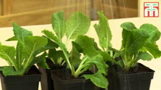 How to plant and grow plug plants video with Thompson & Morgan.