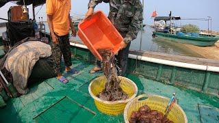 老四出海收海鳗笼，抓两大盆海鳗面包蟹，三兄弟分完开心坏了