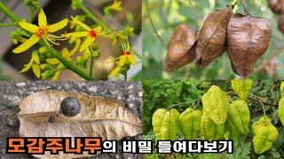 모감주나무의 비밀 들여다보기