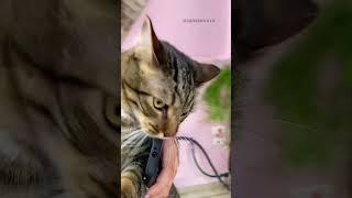 APLICATIVO TRADUTOR DE HUMANO PRA GATO, TESTE DE CONFIANÇA #shorts