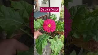 Gerbera flower|| #shorts #gerberaflower #gardening #flowers #garderningtips #plants #garden