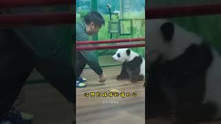 #熊猫宝宝 长隆妹猪成长记#外公带娃就是皮，自己比妹猪还贪玩，妹猪装睡了