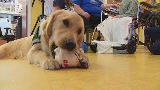 Lurie Children's Hospital welcomes new facility dog to support patients