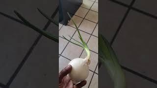 You can grow more onions quick and easy