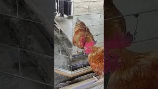 Cock Funny video 