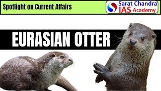 Eurasian Otter | Best IAS Academy in Hyderabad & Vijayawada