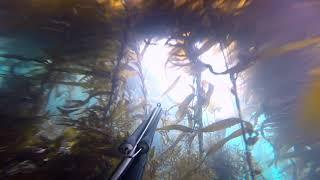 Spearfishing Dunedin NZ