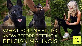 WHAT YOU NEED TO KNOW BEFORE GETTING A BELGIAN MALINOIS