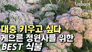 막 키워도 잘피는 꽃 /그라스와 분위기 있는 가을정원 /한 번 정원에 심으면 봄부터 늦가을까지 오래오래 꽃피고 키우기 쉬운 꽃/노지월동 다년생 야생화