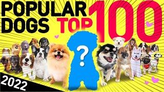 Top 100 Most Popular Dog Breeds | Japan, 2022