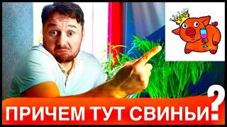 КУДА ПРИВОДИТ АЛКОГОЛЬ? АЛКОГОЛЬНЫЕ ИСТОРИИ! И ПРИ ЧЕМ ЗДЕСЬ СВИНЬИ?