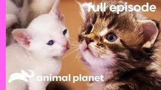 Tonkinese, American Curl, and Maine Coon Kittens | Too Cute! (Full Episode)