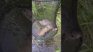 Вот так рыбалка ! Крупный карась !