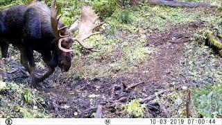 Moose Wallow / Rutting & Grunting / North Idaho 2019