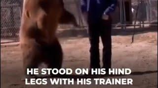 Bear attacks trainer and destroys himThe bear he had been training for years attacked him.