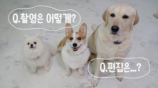 나도 강아지 유튜버 해볼까? 궁금증을 풀어드립니다!