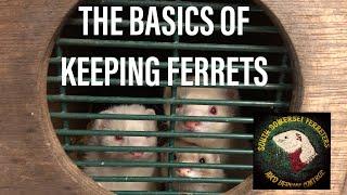 keeping working ferrets-some basic good advice