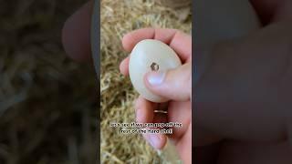 Why Was This Chicken Egg Like This? #chickenegg