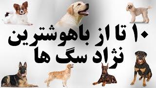 ۱۰ تا از باهوشترین نژاد سگ ها