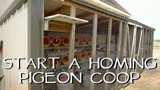 How To Start Your Own Homing Pigeon Loft