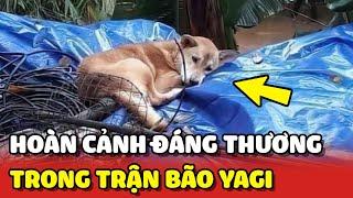 Hoàn cảnh đáng thương của các bé Chó Mèo trong trận bão Yagi 