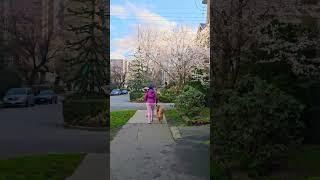 #cute #funny #dog #dogs #fun #animals #doglove #coffee #vancouver #canada
