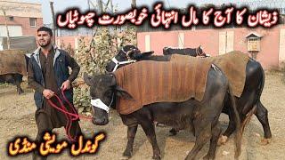 Beautiful Buffaloes Latest Prices On Gondal Maweshi Mandi || My Life Channel