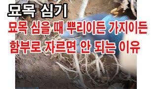 과수 묘목 심기. 묘목을 심을 때 뿌리이든, 가지이든 함부로 자르면 안 되는 이유 (과수 재배, 과일나무 심는 방법, 과일나무 가꾸기, 묘목 뿌리,가지를 함부로 자르면 안되는 까닭