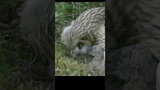 Short eared owl feeding chicks. #shots #birds #wildlife