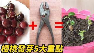 櫻桃發芽5大重點-2023 | 5 Key Points for Cherry Germination-2023