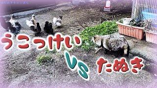 お座敷タヌキと烏骨鶏(Tanuki VS Chinese silk chickens )