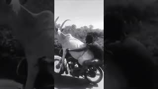 When a Hilarious Cow Takes the Wheel: Unforgettable Moped Adventure