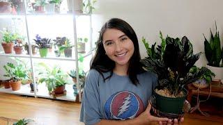 Houseplant Community Plant Problem Questions