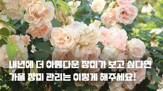 가을 장미 관리의 모든 것 | 방제 | 전정 | 장미 옮겨 심기 | 가을 장미 비료 주는 방법