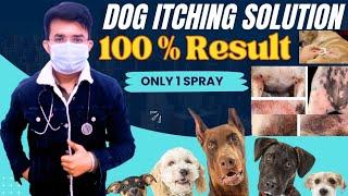 Itching Problem Solution In Dogs / Cats || Dermatitis, Pododermatities, Allergy etc || 100 % Result