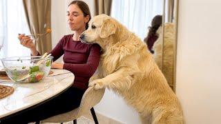 What does dinner look like when you have a Golden Retriever