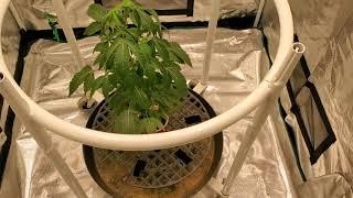 Mars Hydro FC3000 Test grow in 3x3 tent ep1 The set up