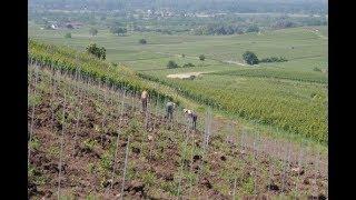 Visiting Johner in Germany's Baden wine region